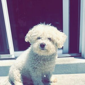 Meet your Posher, Rose